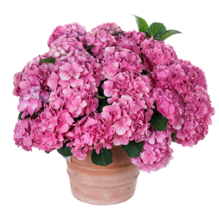 海蒂的花园绣球花苗无尽夏大海蓝万华镜阳台四季种植物树苗盆栽