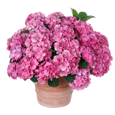 海蒂的花园绣球花苗无尽夏大海蓝万华镜阳台四季种植物树苗盆栽