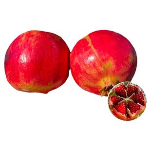 矮化石榴树盆栽带果无籽软子特大突尼斯树苗庭院室内老桩果树盆景