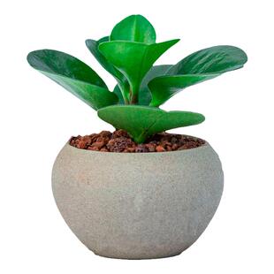 碧玉盆栽豆瓣绿植物花卉适合室内卧室办公室桌面小绿植迷你小盆景