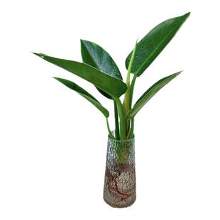 金钻盆栽水培植物室内大叶绿植花卉净化空气绿公主好养绿萝办公室