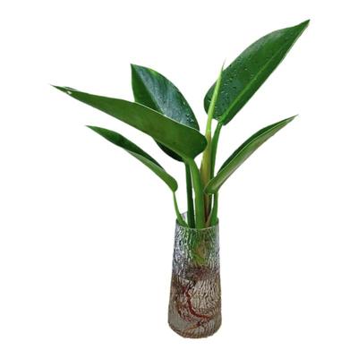 金钻室内净化空气桌面