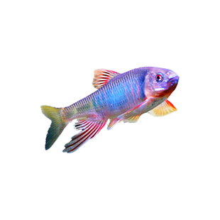 原生宽鳍鱲观赏鱼长鳍鱲发色溪石斑彩马口鱼冷水鱼活体淡水鱼耐养