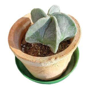 鸾凤玉实生三角四角开花仙人球多肉植物室内盆栽仙人掌花桌面盆景