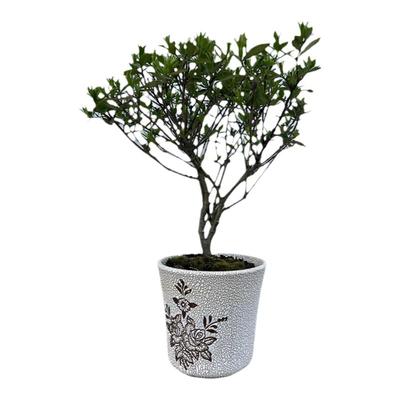 栀子有机肥料花卉国产进口方便