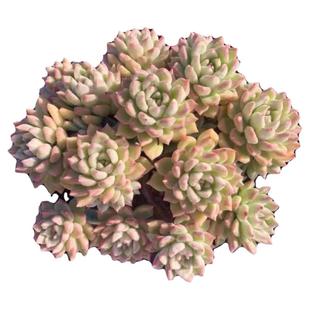 多肉植物独立包装基地整箱老桩多头肉肉好养清仓爆盆花卉组合盆栽