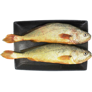 舟山东极岛大黄鱼新鲜半野生东海黄鱼大黄花鱼新鲜冷冻海鲜水产