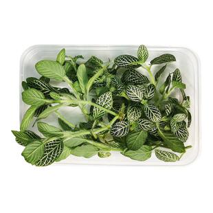 好新鲜缤纷西餐摆盘点缀装饰花草睡莲花瓣网纹草红绿枫叶小雏菊花