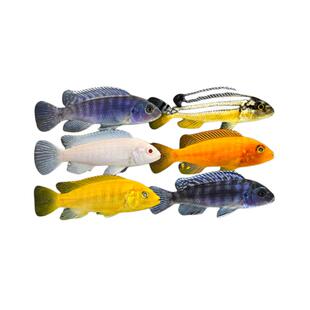 淡水鱼三湖慈鲷杂鲷马鲷鱼坦鲷孔雀岩栖小型热带观赏鱼活体