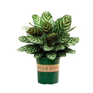 孔雀竹芋盆栽大室内阳台客厅办公室桌面净化空气植物观叶花卉绿植