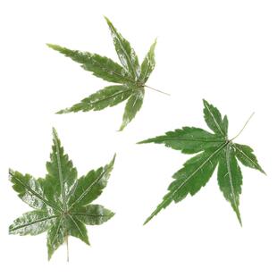 真空包装 绿枫叶 餐饮摆盘装饰 冷菜摆盘花草 酒店餐饮菜品搭配花