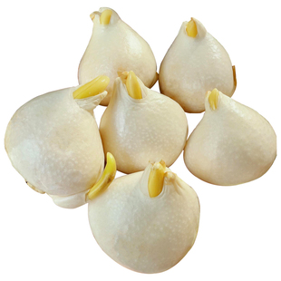 【进口】郁金香特大种球地栽100个批发种子水培植物五5度球盆栽