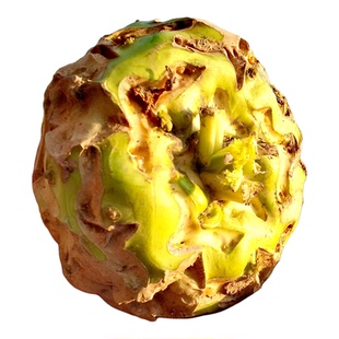 河南特产登封狮子头芥菜新鲜辣菜大头菜芥菜疙瘩现摘现发产地直销