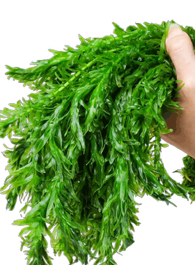 蜈蚣草水草植物绿菊后景草