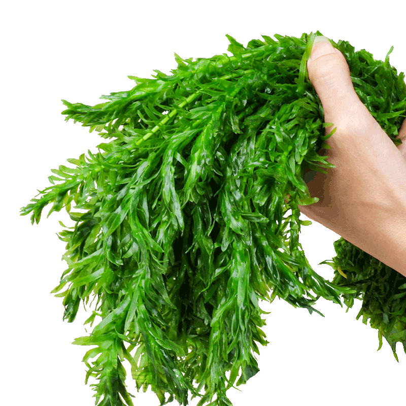 蜈蚣草水草植物绿菊后景草