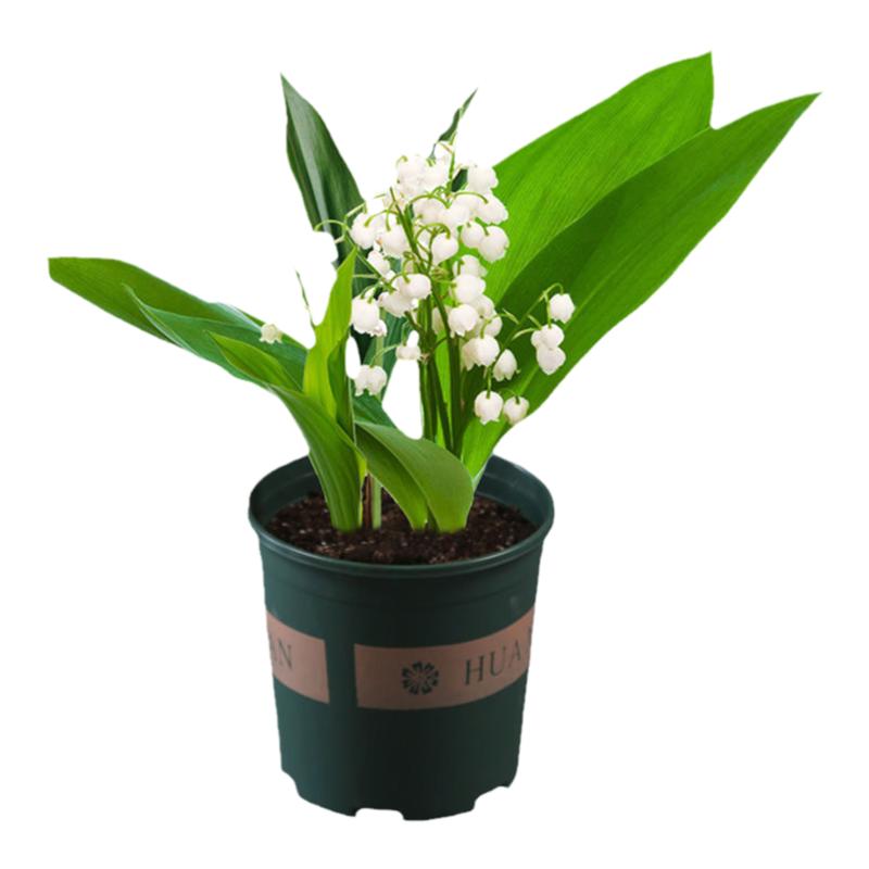 兰花盆栽带芽浓香型绿植阳台室内