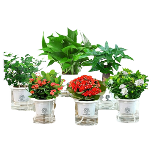 水培绿植盆栽花卉植物办公室内好养多肉仙人掌客厅水养栀子发财树