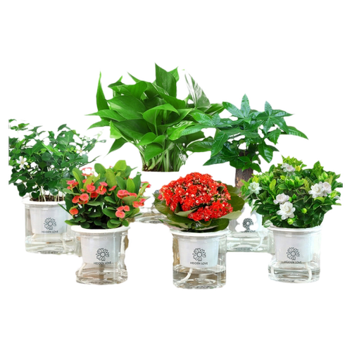 水培绿植盆栽花卉植物办公室内好养多肉仙人掌客厅水养栀子发财树
