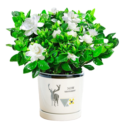 栀子花盆栽九里香老桩水培茉莉花卉绿植物室内四季开花客厅郁金香