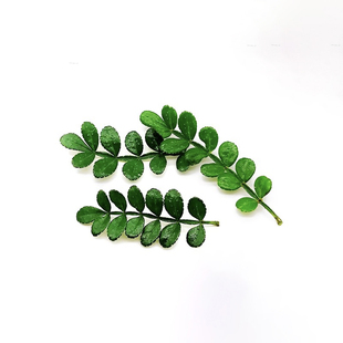 新鲜清香木叶子可食用蛋糕装饰烘焙西餐日料刺身摆盘花草胡椒木叶