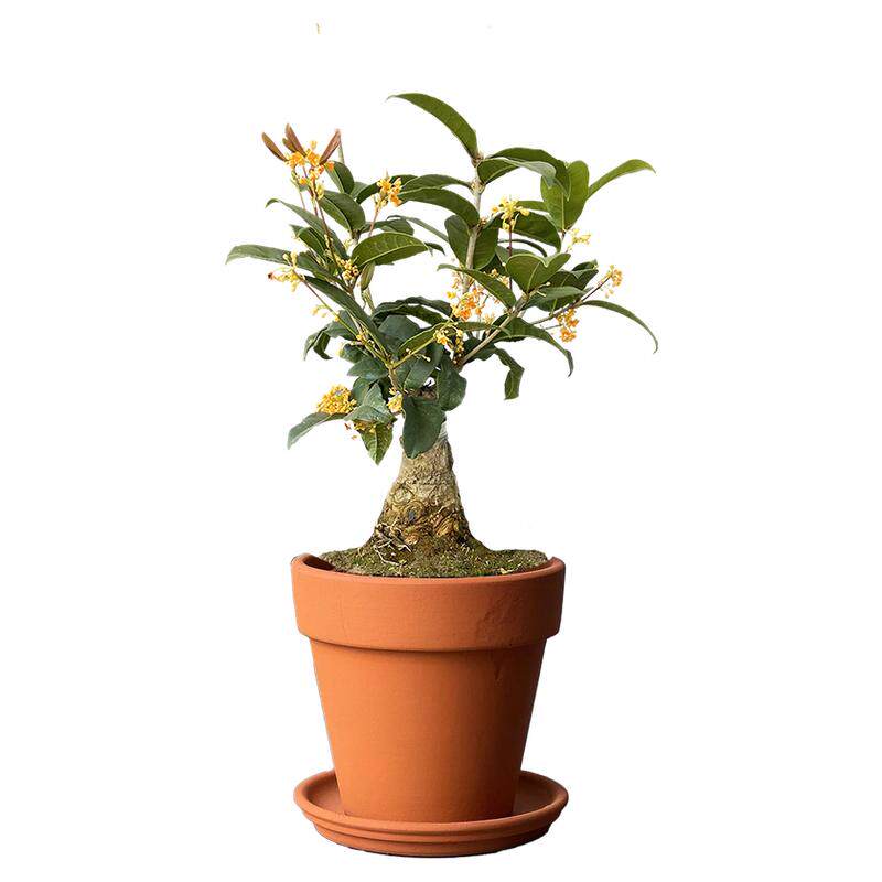 桂花树苗盆栽花卉植物四季开