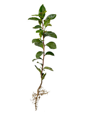 江西茶苗批发茶叶苗绿茶茶苗