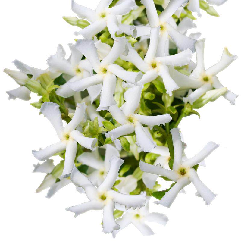 风车茉莉络石藤花园造景优选