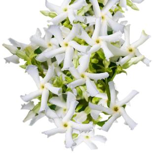 风车茉莉爬藤植物阳台庭院虹越懒人植物常绿浓香花卉粉色络石藤