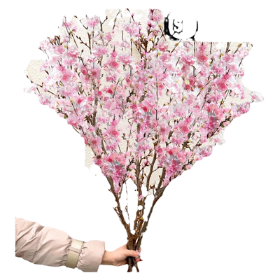 带花正常发】樱花鲜切花室内好养