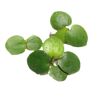 圆心浮萍水草植物净化水质鱼缸龟缸造景庭院鱼池苹果萍草水培植物