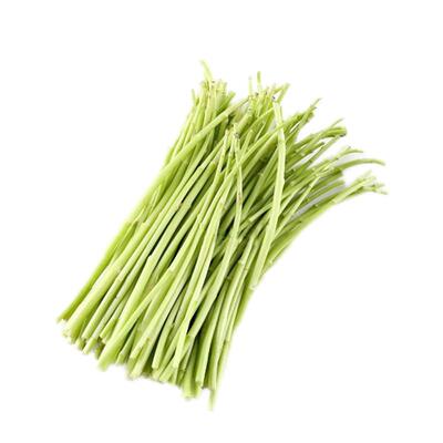 现摘芦蒿新鲜蔬菜鲜嫩芦蒿净菜