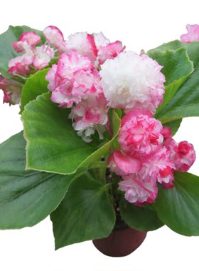 花卉盆栽绿叶重瓣四季海棠