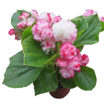 花卉盆栽绿叶重瓣四季海棠