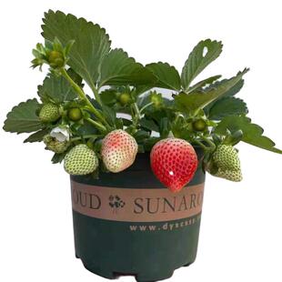 粉玉草莓苗带花带果带盆带土四季阳台室内外南北方栽秧苗当年结果