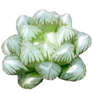 冰灯玉露 冰城寿 多肉植物玉露十二卷 樱水晶 西瓜寿 玉扇 陌上花