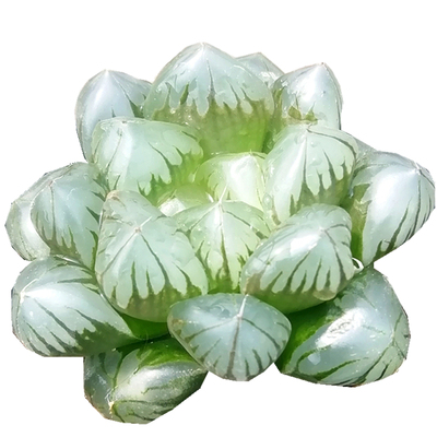 冰灯玉露十二卷多肉植物陌上花