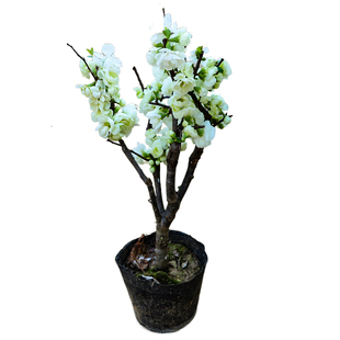 大花重掰绿海棠树苗银长寿海棠花盆栽花卉绿宝石带花花卉苗木阳台