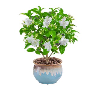 水晶茉莉丁香花盆栽花卉植物老桩室内阳台好养活的观花狗牙花绿植