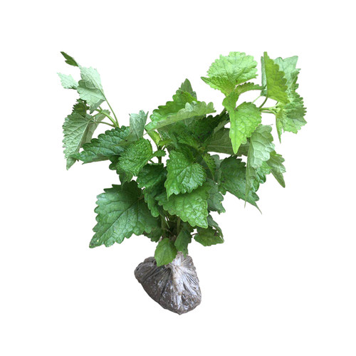 藿香苗大叶薄荷藿香盆栽广藿香树苗阳台绿植藿香种苗食用五香叶苗