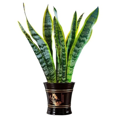 金边虎皮兰裸根绿植懒人好养易活植物大苗室内北欧银脉虎尾兰