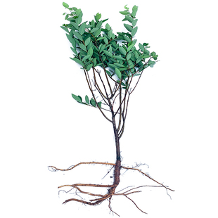 野了哥王苗金疮药九信菜贼裤带树苗泡酒打药紫金鞭根皮山黄皮