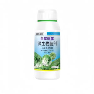 白菜病大白菜烂根黄叶腐烂软腐病