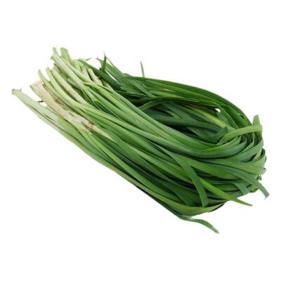 蔬菜种子家庭盆栽791香白根韭菜