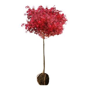 红枫树苗三季红日本红舞姬室外耐寒老桩黄金枫庭院别墅四季红盆栽