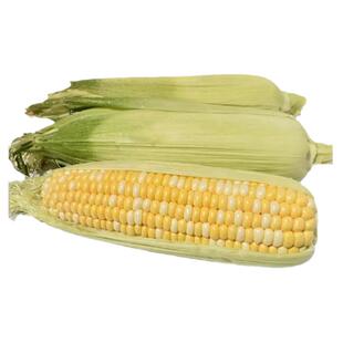 玉米种子大全水果玉米种籽甜糯包谷籽种黄白黑花彩国审大田苞谷籽