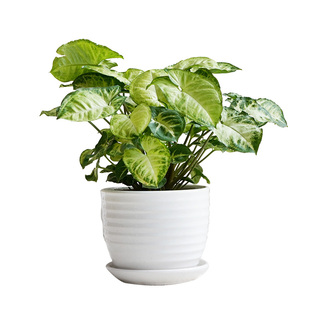 金叶子合果芋绿精灵盆栽室内外阳台办公桌面净化空气四季常绿植物