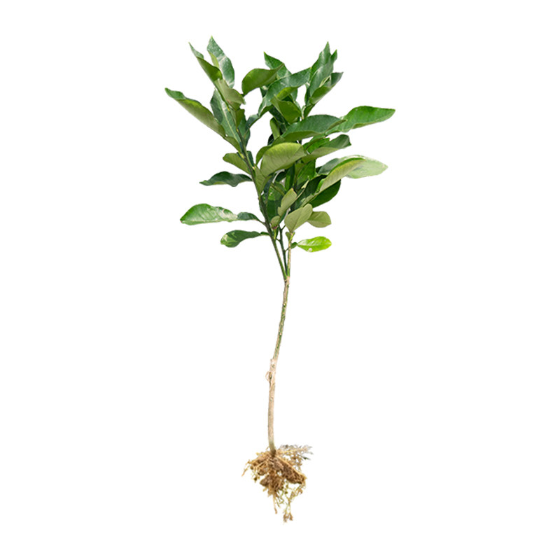 正宗柚子苗白肉蜜柚嫁接柚子树苗红心蜜柚裸根苗现挖现发根系发达