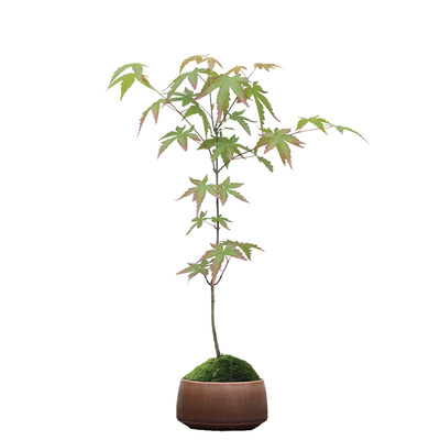 鸡爪槭红枫东方禅意室内阳台美观