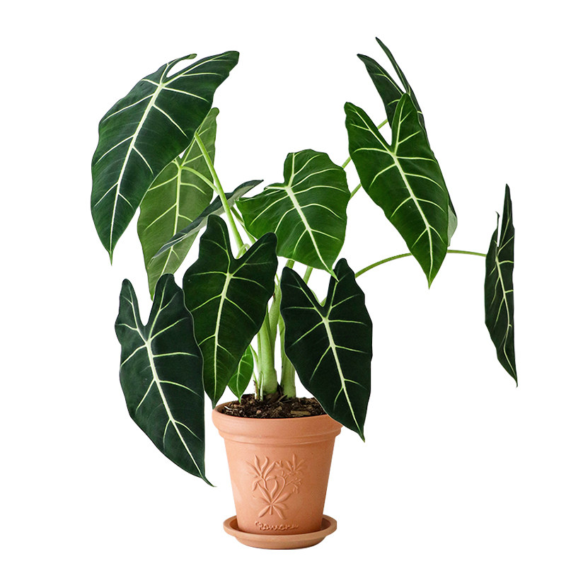绿天鹅绒海芋室内绿植盆栽好养