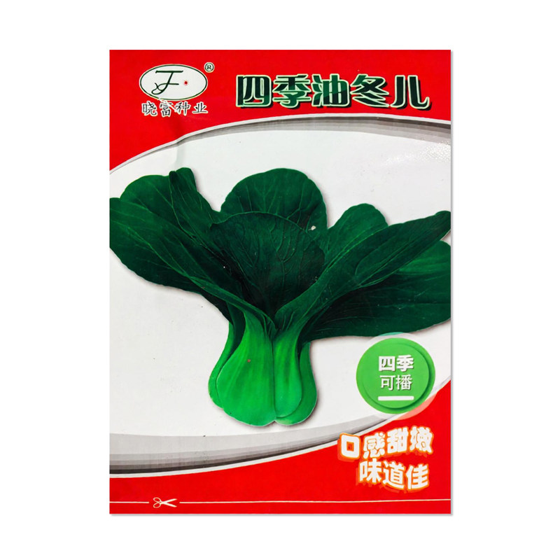 晓富四季油冬儿青梗菜种子